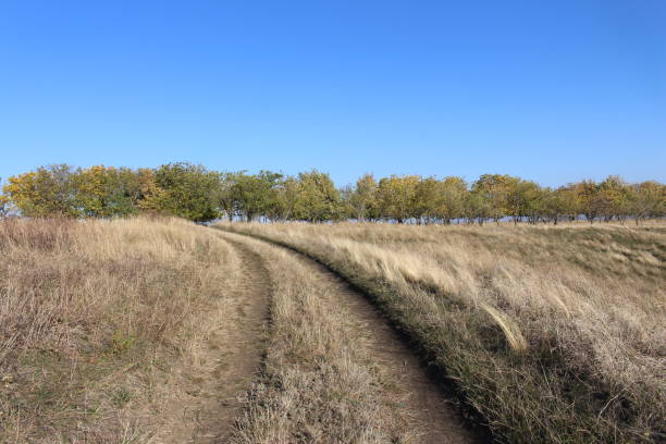 istock A dirt road with grass and trees 2156996631