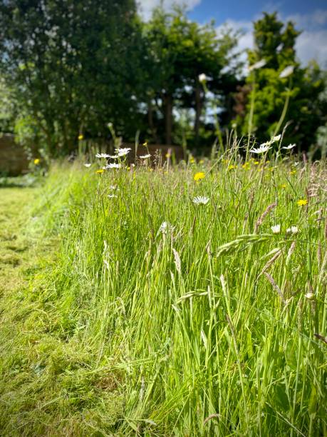 istock Wild flower meadow with mown path, daisies, dandelions, grass seed heads. 2156997246