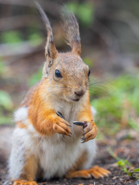 istock Squirrel sitting in green grass. Eurasian Red squirrel sitting in grass against bright green background 2156997269