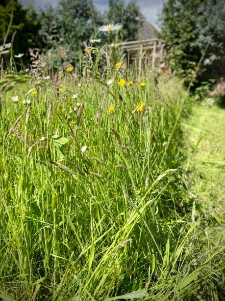 istock Wild flower meadow with mown path, daisies, dandelions, grass seed heads. 2156997277