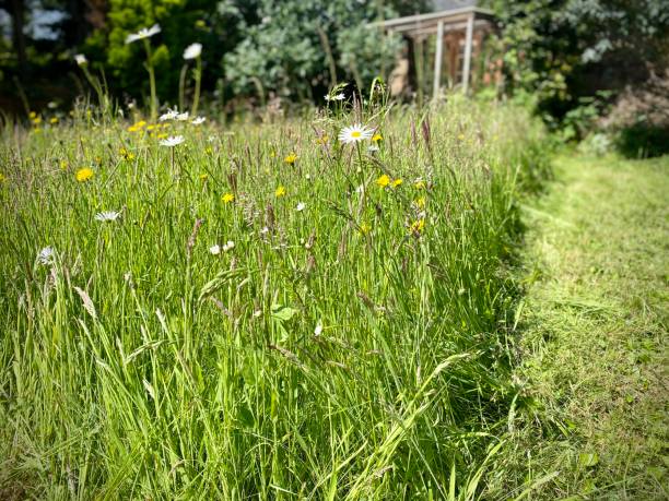 istock Wild flower meadow with mown path, daisies, dandelions, grass seed heads. 2156997320