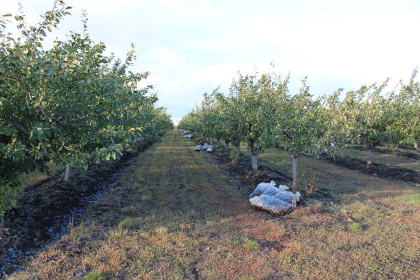 istock A garden with trees and bushes 2156997329