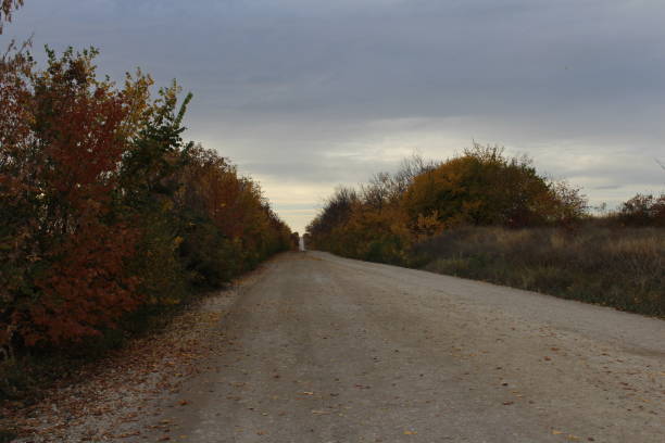 A dirt road with trees on either side of it. Tree. Outdoor. Sky. Way. Road