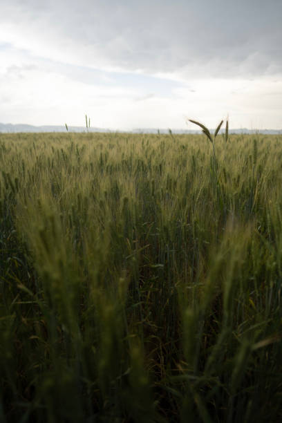 istock Meadow of wheat. 2156998204