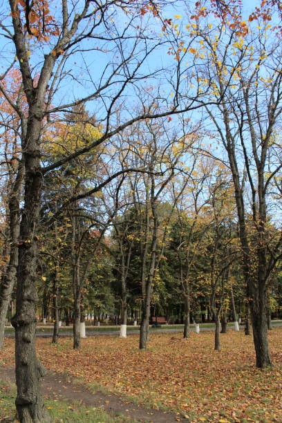 istock A group of trees in a park 2157000318