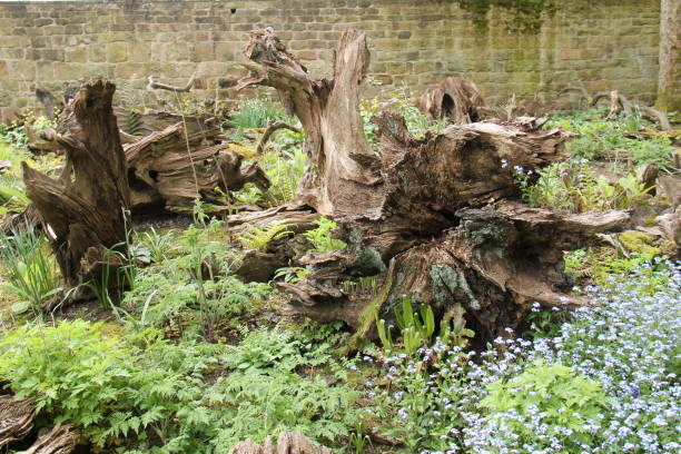 The Established Vegetation of a Large Garden Stumpery.