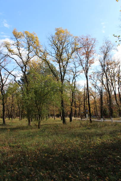 istock A group of trees in a field 2157001092