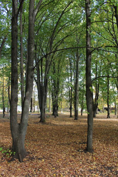 istock A group of trees in a forest 2157001455