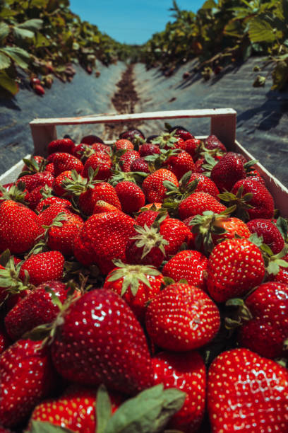 istock Agricultural activity in Italy: strawberries crate on a field 2157001918