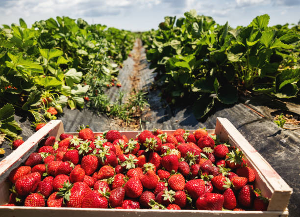 istock Agricultural activity in Italy: strawberries crate on a field 2157002142