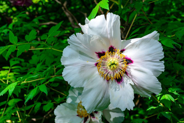 White flower of a tree -like peony hassle in the spring, Ukraine