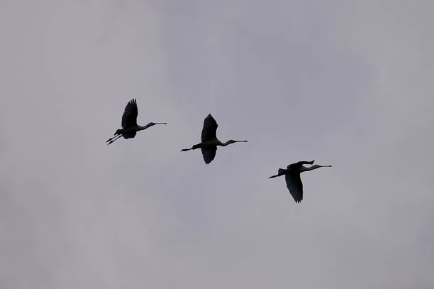 istock Trio of spoonbill birds flying silhouetted 2157002742