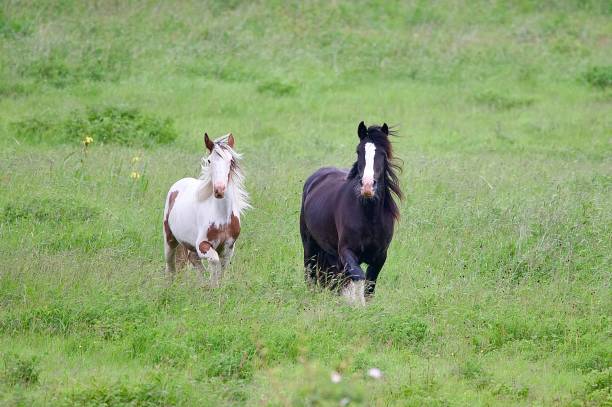 Wild horses running alongside each other