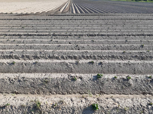abstract pattern of freshly planted potatoes with the first leaves visible