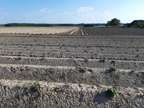 Asparagus harvesting starts, Germany, springtime.