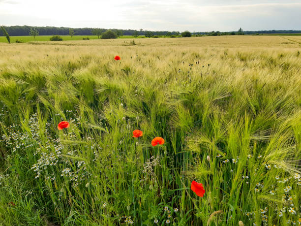 istock Landscape with barley and wildflowers 2157003528