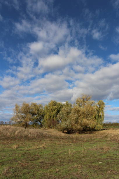 istock A grassy field with trees and blue sky 2157003837