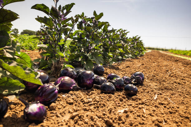 Agricultural activity in Italy: eggplant picking up