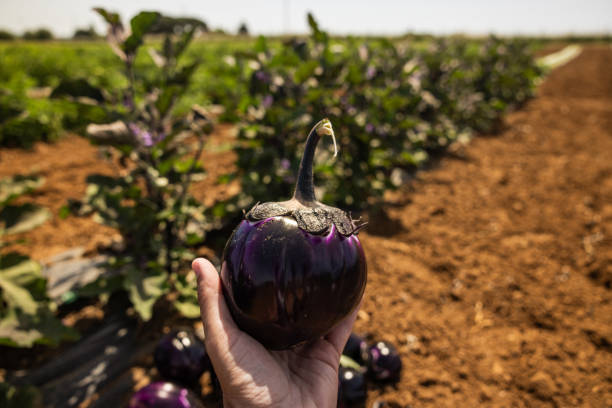 istock Agricultural activity in Italy: eggplant picking up 2157004185