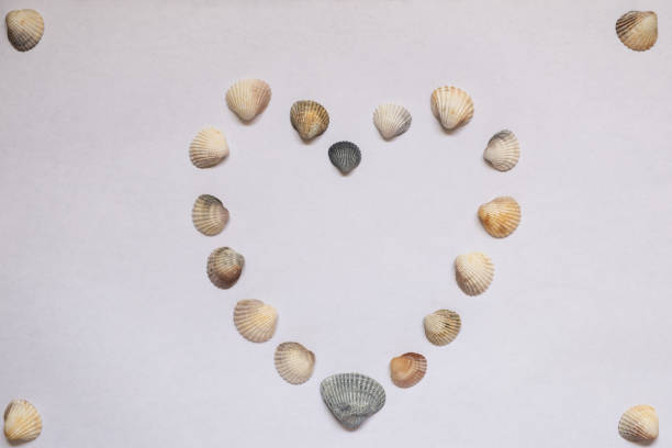 An Empty heart symbol with sea shells.