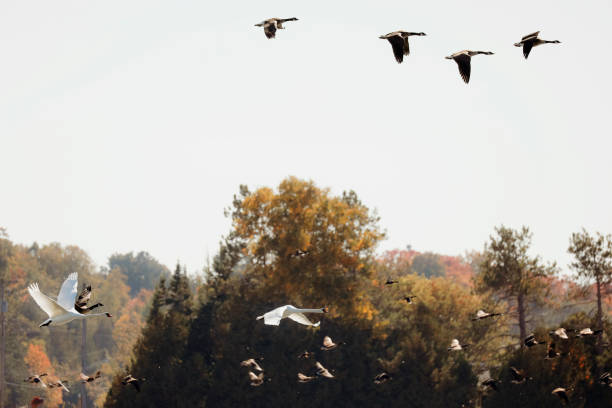 flock of migrating canada geese in silhouette at sunset (XXL)