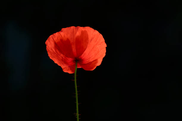 Red poppy flower brightly lit by the sun in a garden.
