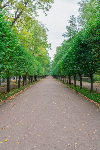 istock a long alley with trimmed trees in the park 2157005853