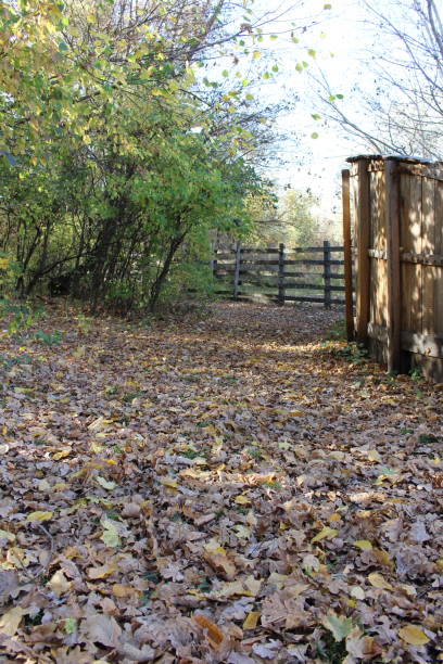 istock A fence in a wooded area 2157007099
