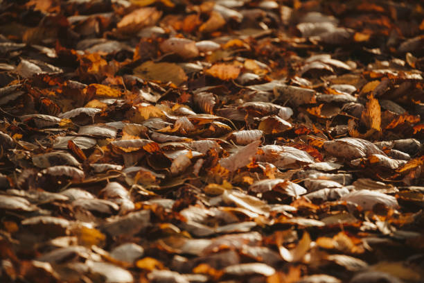 Leaves of a birch tree in autumn. Low angle with shallow depth of field. Shot with a Canon 5D Mark IV.