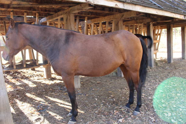 istock A horse standing in a barn 2157007176