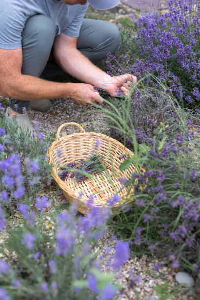 istock Harvesting season. Lavender bouquets and basket. 2157007302