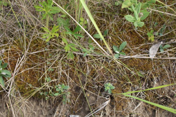 istock A group of plants growing in the ground 2157007436