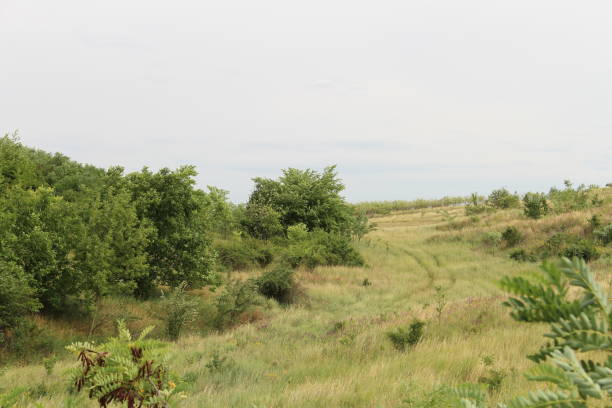 istock A grassy area with trees in the background 2157007445
