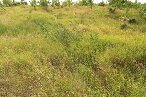 istock A grassy area with trees in the background 2157007471