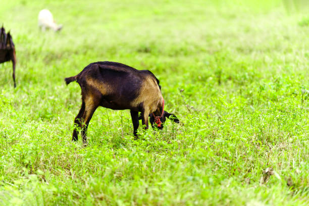 A goat is eating grass in the pasture.
