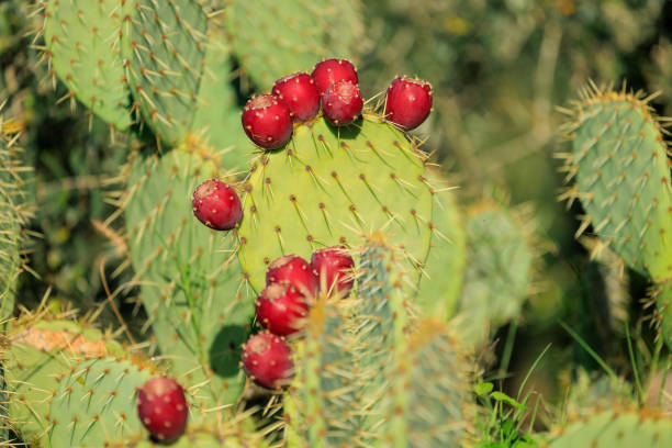 Prickly pear