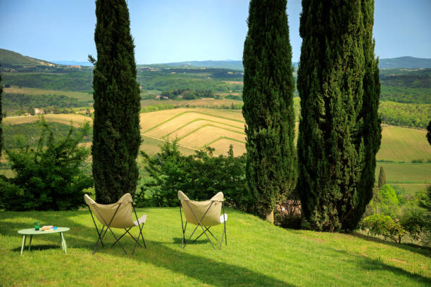 Italian garden cypress