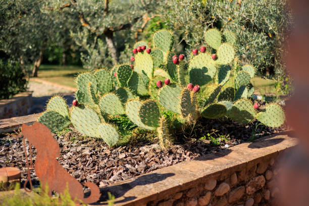 Prickly pear