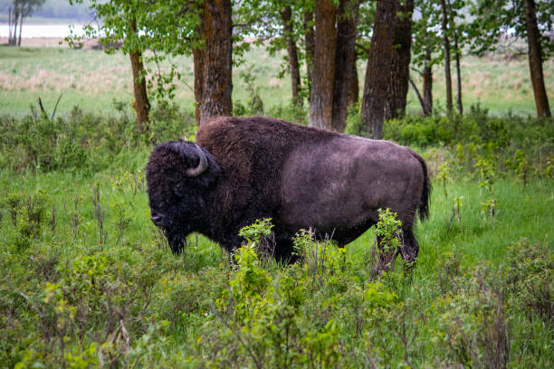 Buffalo at Elk Island National Park