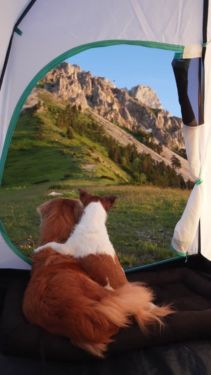 Two dogs sit side by side inside a tent, watching scenic mountain landscape