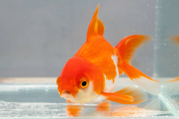 istock Oranda goldfish in aquarium fish tank close up 2157016012