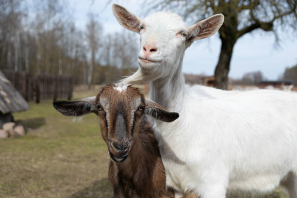 istock Two Goats Standing Together in a Field 2157016081