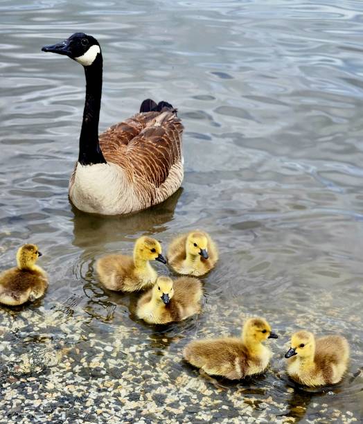 Mother and baby ducks