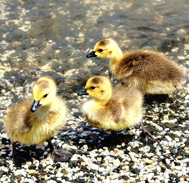 Little ducklings