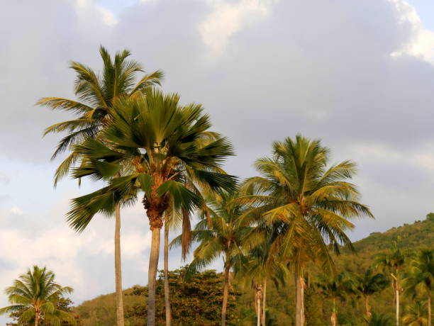 palm tree and coconut trees, tropical landscape in guadeloupe, french west indies