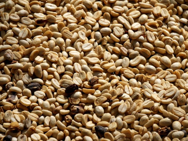 istock coffee beans drying in parchment, coffea seeds process 2157019819