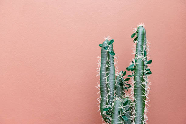 istock Cactus on a pastel pink background 2157021782