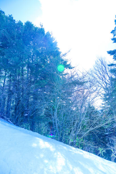 A forest course under the blue sky, a ski slope on a sunny day.