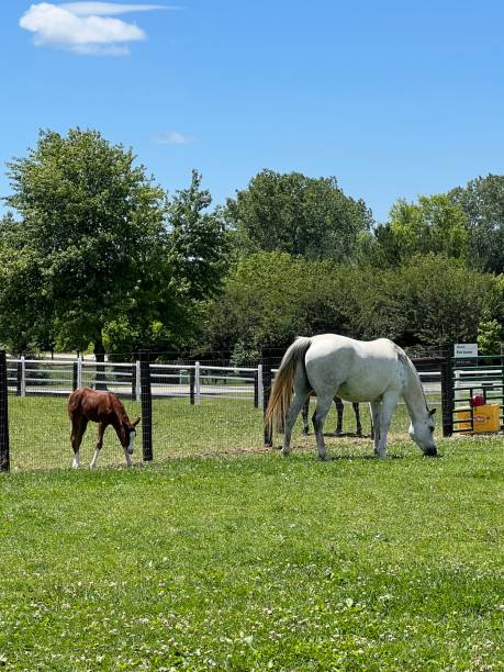 istock Horses on a farm 2157023489