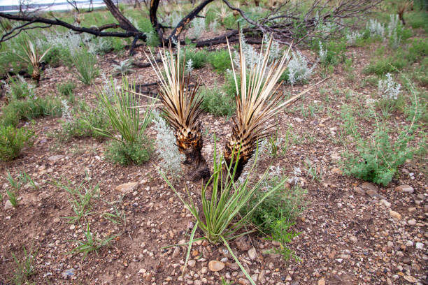 Beargrass stock photo